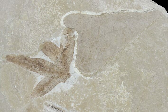 Three Fossil Leaves - Green River Formation, Utah #118018